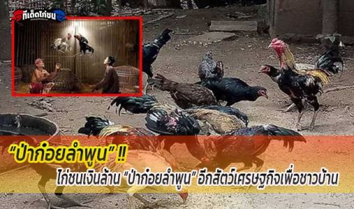 ไก่ชนเงินล้าน “ป่าก๋อยลำพูน” อีกสัตว์เศรษฐกิจเพื่อชาวบ้าน ไก่ชนเงินล้าน “ป่าก๋อยลำพูน” อีกสัตว์เศรษฐกิจเพื่อชาวบ้าน