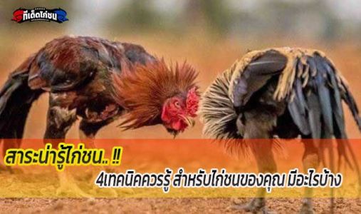 สาระน่ารู้.. 4เทคนิคควรรู้ สำหรับไก่ชนของคุณ มีอะไรบ้าง สาระน่ารู้.. 4เทคนิคควรรู้ สำหรับไก่ชนของคุณ มีอะไรบ้าง