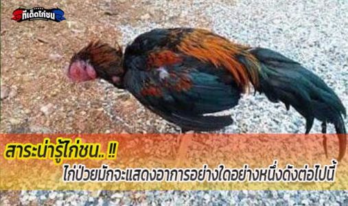 สาระน่ารู้.... #วิธีสังเกตุไก่ป่วย!!!! สาระน่ารู้.... #วิธีสังเกตุไก่ป่วย!!!!
