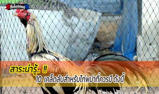 สาระน่ารู้... 10เคล็ดลับสำหรับไก่พม่าที่ควรมี ดังนี้ สาระน่ารู้... 10เคล็ดลับสำหรับไก่พม่าที่ควรมี ดังนี้