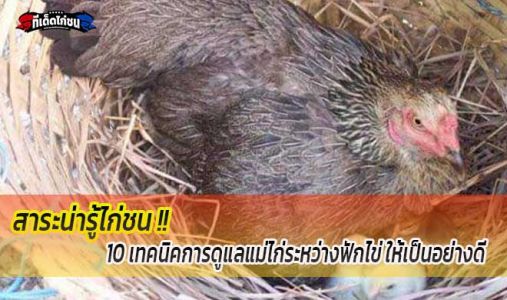 สาระน่ารู้..10 เทคนิคการดูแลแม่ไก่ระหว่างฟักไข่ ให้เป็นอย่างดี สาระน่ารู้..10 เทคนิคการดูแลแม่ไก่ระหว่างฟักไข่ ให้เป็นอย่างดี