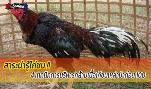 สาระน่ารู้...4 เทคนิคการบริหารกล้ามเนื้อไก่ชนเหล่าป่าก๋อย 100 สาระน่ารู้...4 เทคนิคการบริหารกล้ามเนื้อไก่ชนเหล่าป่าก๋อย 100