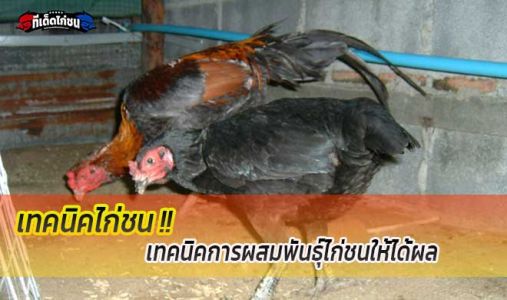 เทคนิคการผสมพันธุ์ไก่ชนให้ได้ผล เทคนิคการผสมพันธุ์ไก่ชนให้ได้ผล