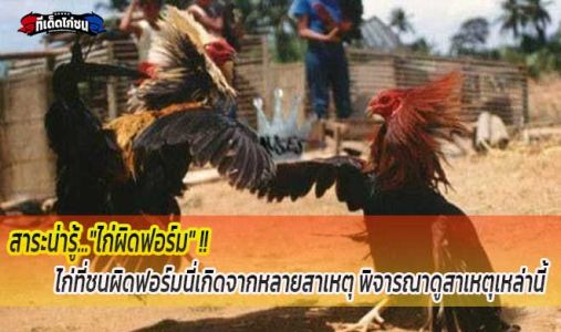 ไก่ที่ชนผิดฟอร์มนี่เกิดจากหลายสาเหตุ พิจารณาดูสาเหตุเหล่านี้ ไก่ที่ชนผิดฟอร์มนี่เกิดจากหลายสาเหตุ พิจารณาดูสาเหตุเหล่านี้