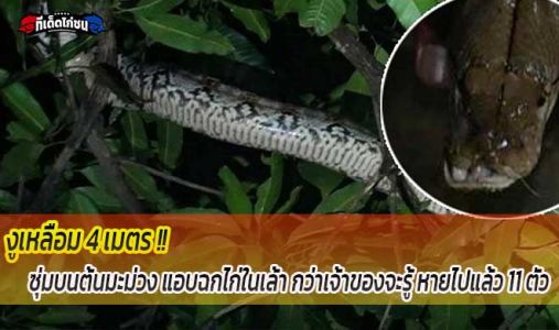 งูเหลือม 4 เมตร ซุ่มบนต้นมะม่วง แอบฉกไก่ในเล้า กว่าเจ้าของจะรู้ หายไปแล้ว 11 ตัว