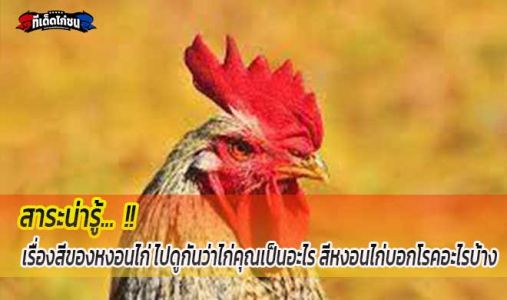 เรื่องสีของหงอนไก่ ไปดูกันว่าไก่คุณเป็นอะไร สีหงอนไก่บอกโรคอะไร เรื่องสีของหงอนไก่ ไปดูกันว่าไก่คุณเป็นอะไร สีหงอนไก่บอกโรคอะไร