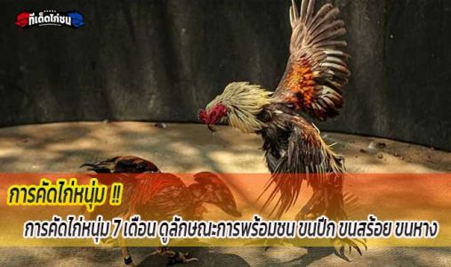 การคัดไก่หนุ่ม 7 เดือน ดูลักษณะการพร้อมชน ขนปีก ขนสร้อย ขนหาง การคัดไก่หนุ่ม 7 เดือน ดูลักษณะการพร้อมชน ขนปีก ขนสร้อย ขนหาง