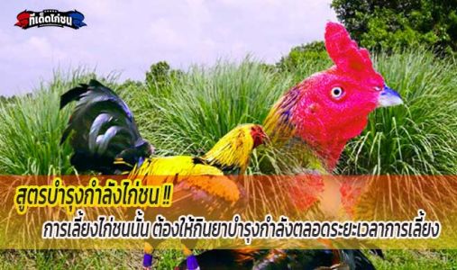 สูตรบำรุงกำลังไก่ชน ด้วยสมุนไพรนานาชนิด สูตรบำรุงกำลังไก่ชน ด้วยสมุนไพรนานาชนิด