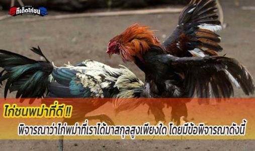 ลักษณะไก่ชนพม่าที่ดีและมีแววรุ่ง ลักษณะไก่ชนพม่าที่ดีและมีแววรุ่ง