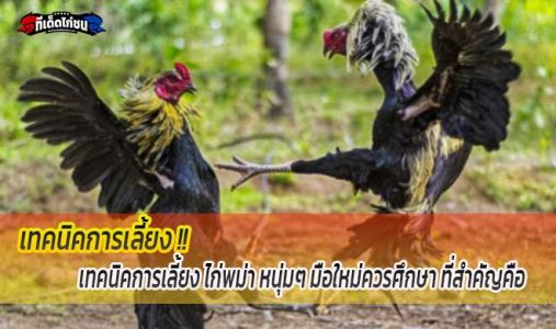 เทคนิคการเลี้ยง ไก่พม่า หนุ่มๆ สำหรับมือใหม่ เทคนิคการเลี้ยง ไก่พม่า หนุ่มๆ สำหรับมือใหม่